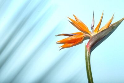 Papier peint  Beautiful strelitzia flower and palm leaf shadow on color background, closeup