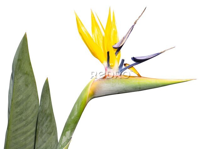 Papier peint  beautiful strelitzia flower close up