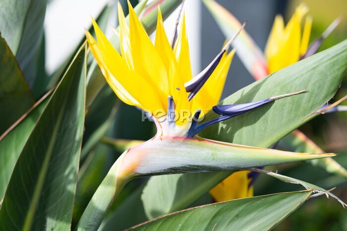 Papier peint  beautiful strelitzia flower close up