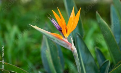 Papier peint  Beautiful Strelitzia Flower in South African Garden