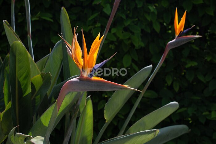 Papier peint  Beautiful strelitzia flower in summer garden, tropical exotic flower. Bird of Paradise or Strelitzia Reginae