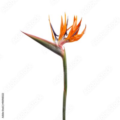 Papier peint  Beautiful Strelitzia flower isolated on white background