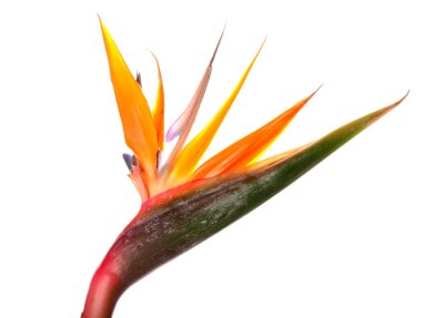 Papier peint  Beautiful strelitzia flower isolated on white background, closeup