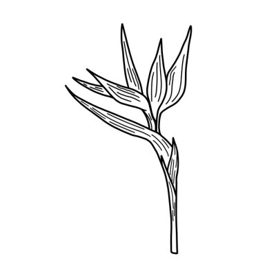 Papier peint  Beautiful strelitzia flower on a white background. Black and white illustration of strelitzia close up on a stalk. Isolated object.