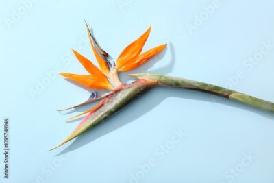 Papier peint  Beautiful strelitzia flower on blue background