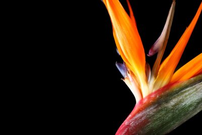 Papier peint  Beautiful strelitzia flower on dark background, closeup