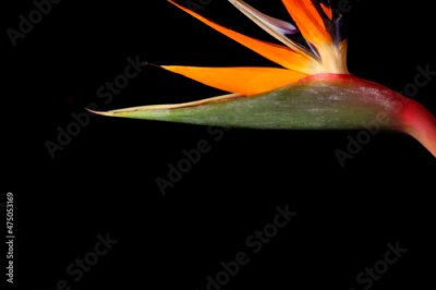 Papier peint  Beautiful strelitzia flower on dark background, closeup