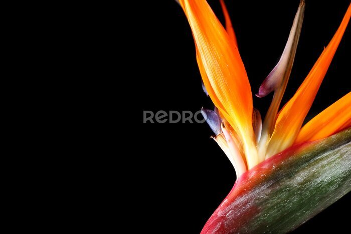 Papier peint  Beautiful strelitzia flower on dark background, closeup