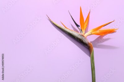 Papier peint  Beautiful strelitzia flower on lilac background