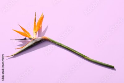 Papier peint  Beautiful strelitzia flower on lilac background