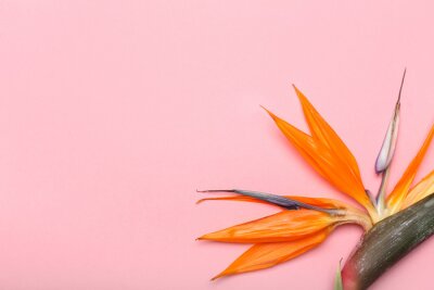 Papier peint  Beautiful strelitzia flower on pink background, closeup