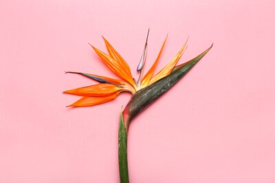 Papier peint  Beautiful strelitzia flower on pink background, closeup