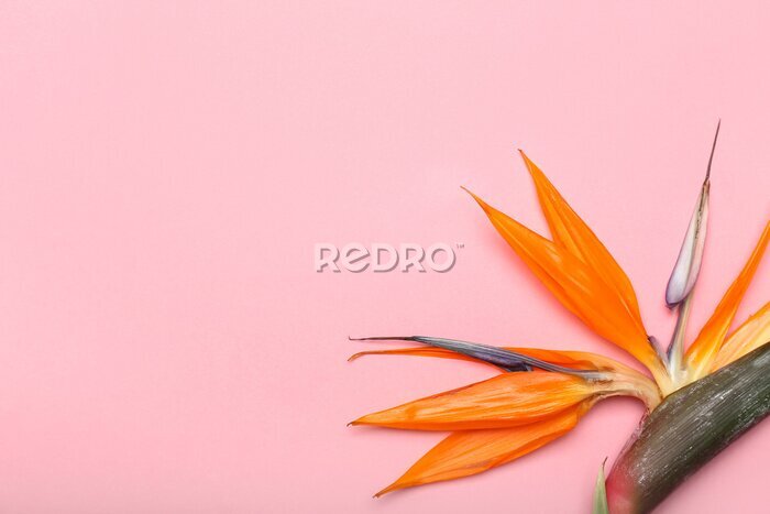 Papier peint  Beautiful strelitzia flower on pink background, closeup