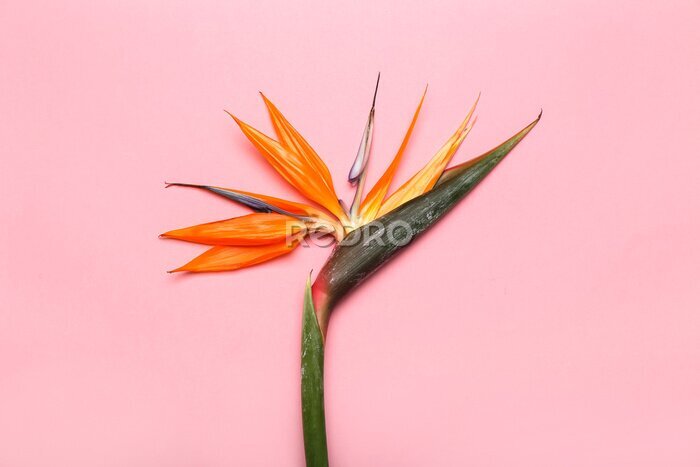 Papier peint  Beautiful strelitzia flower on pink background, closeup