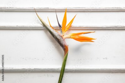 Papier peint  Beautiful strelitzia flower on white background