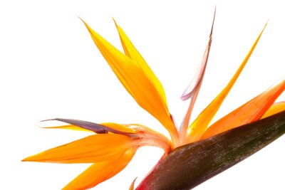 Papier peint  Beautiful strelitzia flower on white background, closeup