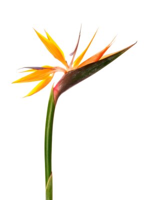 Papier peint  Beautiful strelitzia flower on white background, closeup