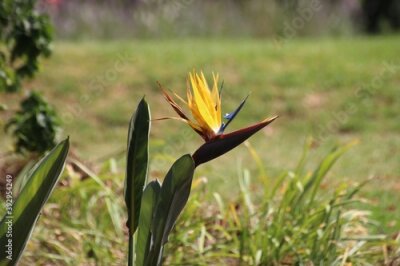 Papier peint  Beautiful Strelitzia flower with yellow and lilac blossom in the renowned Kirstenbosch National Botanical Garden. Near Cape Town, South Africa, Africa.
