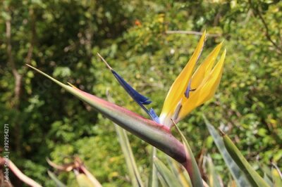 Papier peint  Beautiful Strelitzia flower with yellow and lilac blossom in the renowned Kirstenbosch National Botanical Garden. Near Cape Town, South Africa, Africa.