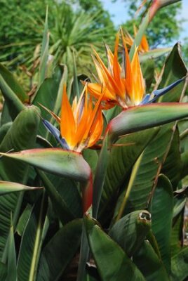 Papier peint  beautiful strelitzia flowers, also known as bird of paradise