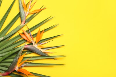 Papier peint  Beautiful strelitzia flowers and palm leaf on yellow background, closeup