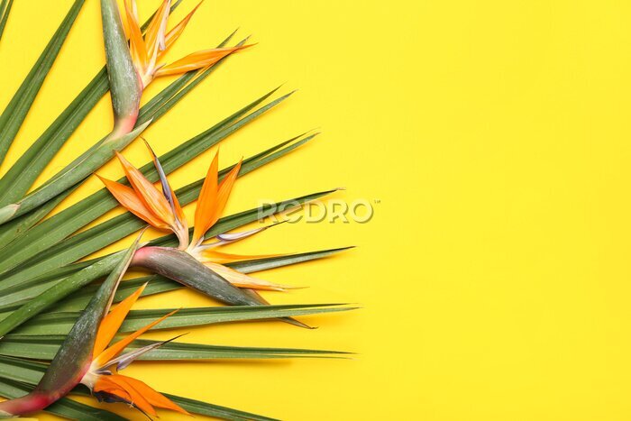 Papier peint  Beautiful strelitzia flowers and palm leaf on yellow background, closeup
