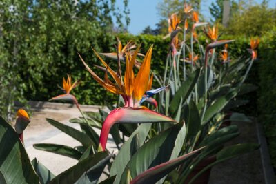 Papier peint  Beautiful strelitzia flowers in summer garden, tropical exotic flower. Bird of Paradise or Strelitzia Reginae