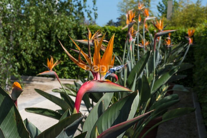 Papier peint  Beautiful strelitzia flowers in summer garden, tropical exotic flower. Bird of Paradise or Strelitzia Reginae
