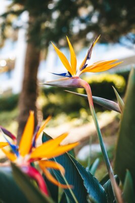 Papier peint  Beautiful strelitzia flowers in the garden