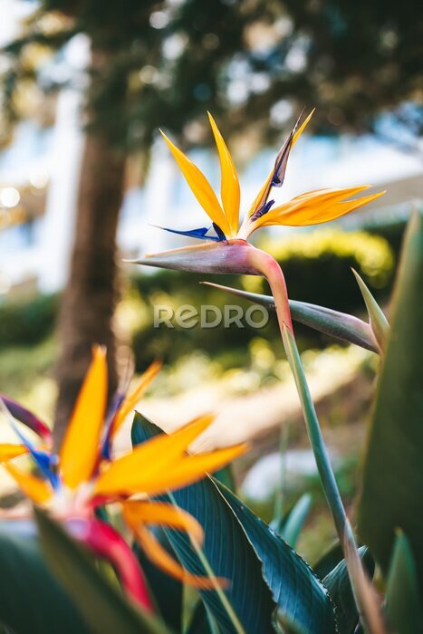 Papier peint  Beautiful strelitzia flowers in the garden