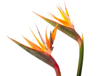 Papier peint  Beautiful strelitzia flowers isolated on white background, closeup