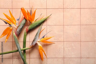 Papier peint  Beautiful strelitzia flowers on beige tile background
