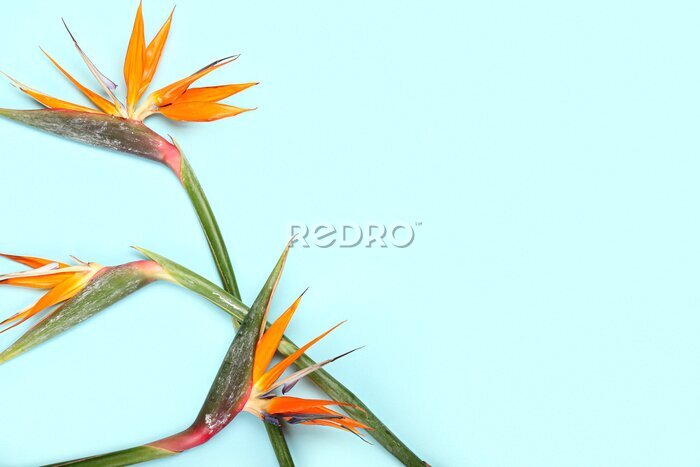 Papier peint  Beautiful strelitzia flowers on blue background, closeup