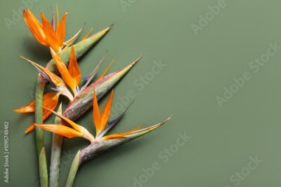 Papier peint  Beautiful strelitzia flowers on green background