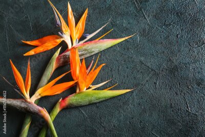 Papier peint  Beautiful strelitzia flowers on green grunge background