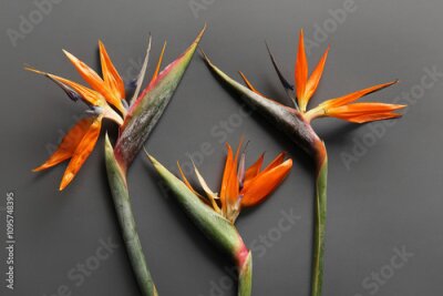 Papier peint  Beautiful strelitzia flowers on grey background