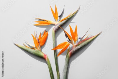 Papier peint  Beautiful strelitzia flowers on grey background