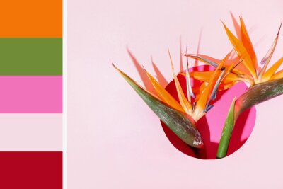 Papier peint  Beautiful strelitzia flowers on light pink background. Different color patterns
