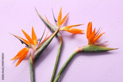 Papier peint  Beautiful strelitzia flowers on lilac background