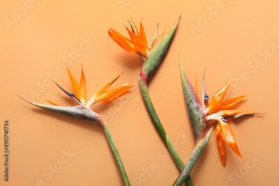 Papier peint  Beautiful strelitzia flowers on orange background