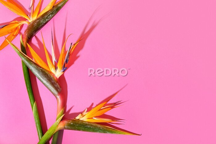 Papier peint  Beautiful strelitzia flowers on pink background, closeup