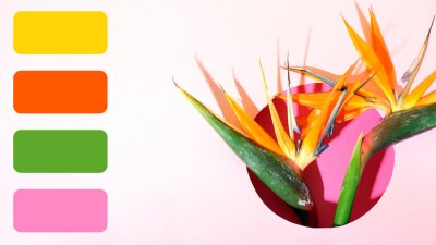 Papier peint  Beautiful strelitzia flowers on pink background. Different color patterns