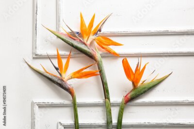 Papier peint  Beautiful strelitzia flowers on white background