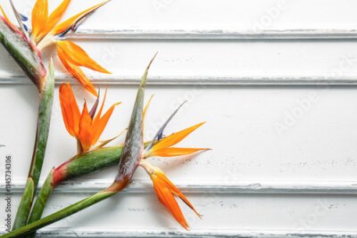 Papier peint  Beautiful strelitzia flowers on white background