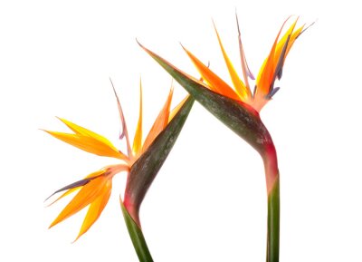 Papier peint  Beautiful strelitzia flowers on white background, closeup