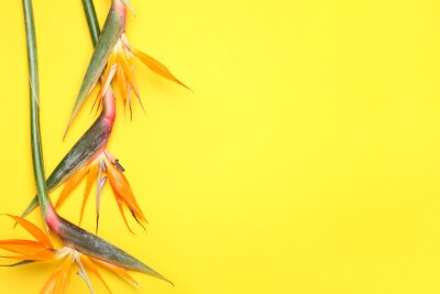 Papier peint  Beautiful strelitzia flowers on yellow background