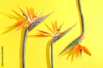 Papier peint  Beautiful strelitzia flowers on yellow background