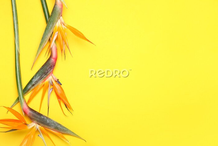 Papier peint  Beautiful strelitzia flowers on yellow background