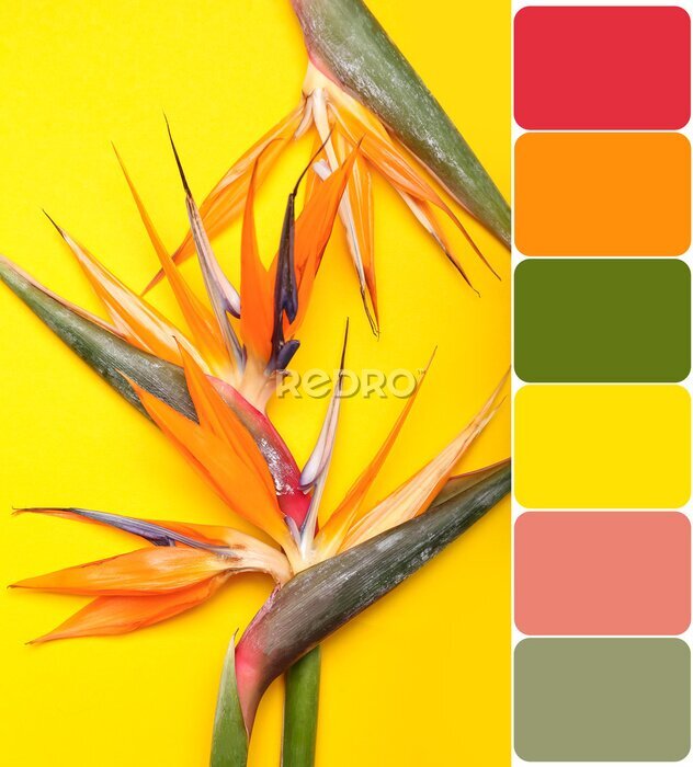 Papier peint  Beautiful strelitzia flowers on yellow background. Different color patterns