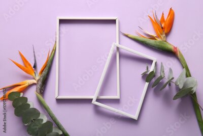 Papier peint  Beautiful strelitzia flowers with empty picture frames on lilac background